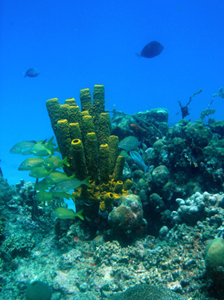 <h3>Flora in Coral Reefs</h3><br />