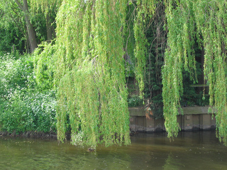 <h3>The Root System Of A Weeping Willow</h3>