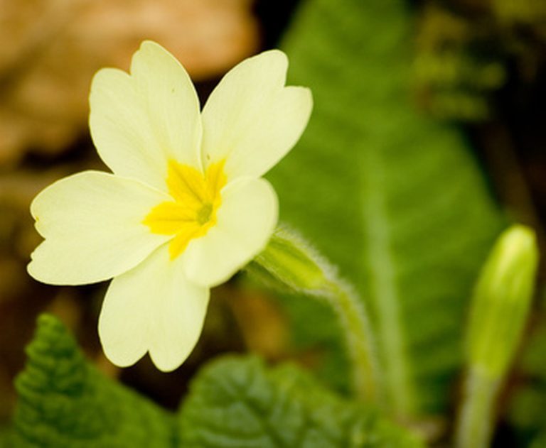 <h3>Flora of Temperate Forests</h3><br /><h4>Exploring the Diverse Plants and Flowers</h4><br />