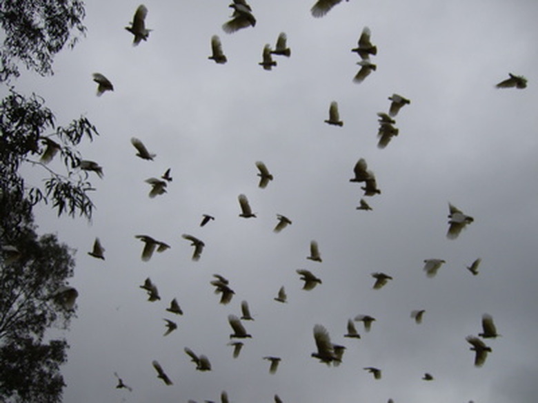 <h3>Bird Species Known for Forming Large Flocks</h3>