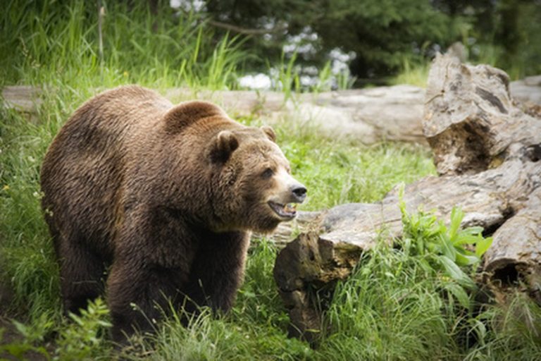 <h3>The Life Cycle of Grizzly Bears</h3>