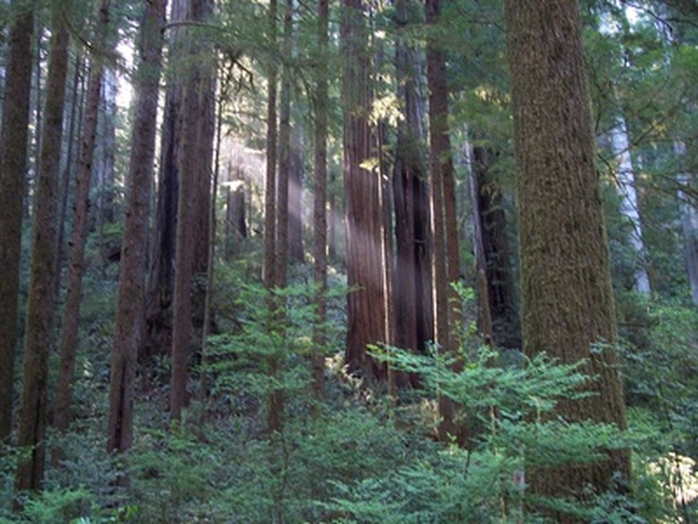 <h3>The Typical Height of Redwood Trees</h3>