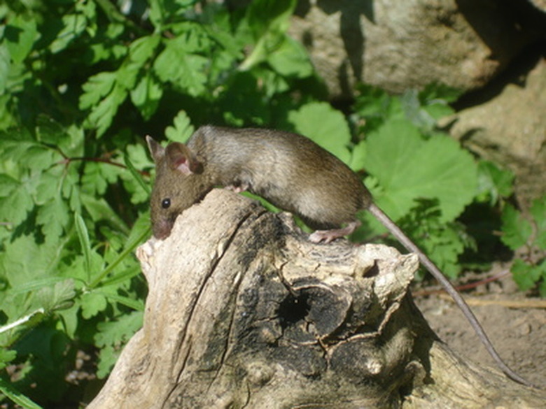 <h3>Exploring the Diet of Wild Field Mice</h3>