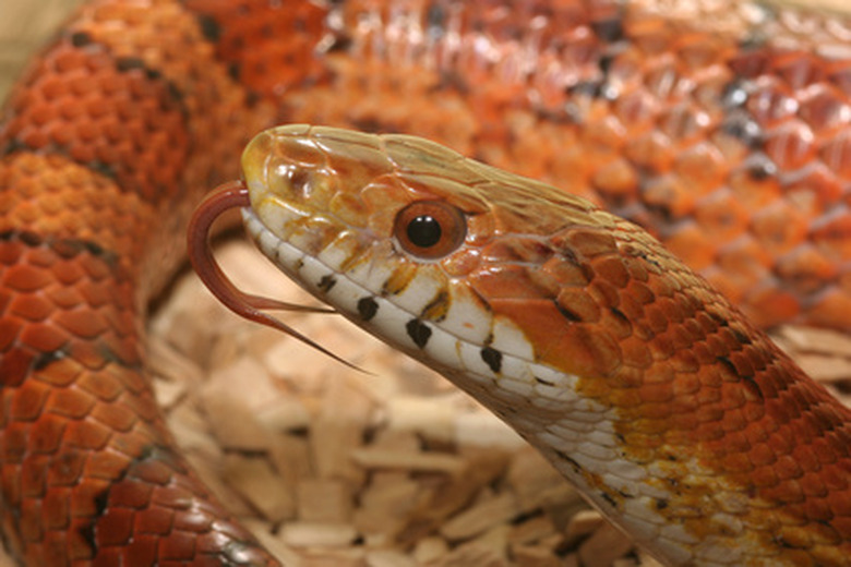 <h3>Understanding Snake Allergies</h3> <br /><h4>Insights from Sciencing</h4>