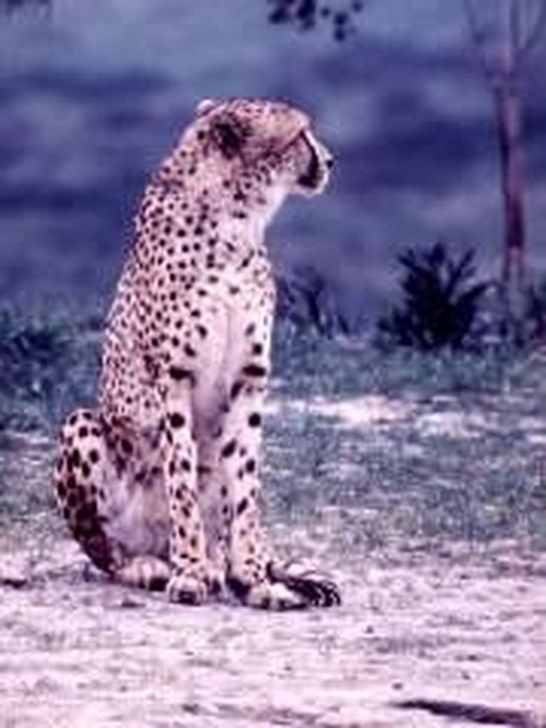 <h3>What is the Lifespan of a Cheetah?</h3>