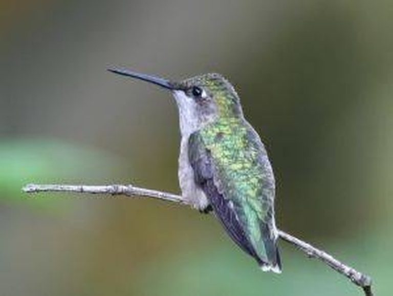 <h3>Understanding Hummingbird Mating Behaviors</h3>