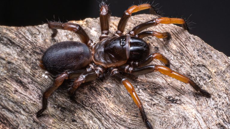 <h3>This Fossilized Spider from Australia is Absolute Nightmare Fuel</h3>