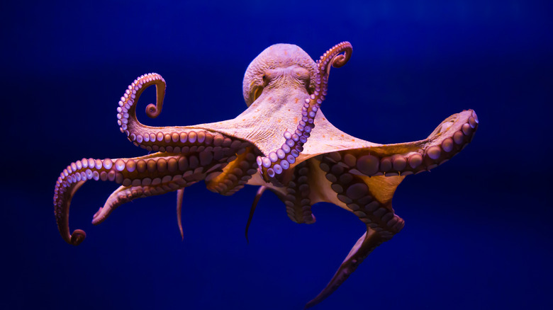 <h3>Octopuses Possess Three Times More Brains Than Hearts</h3>