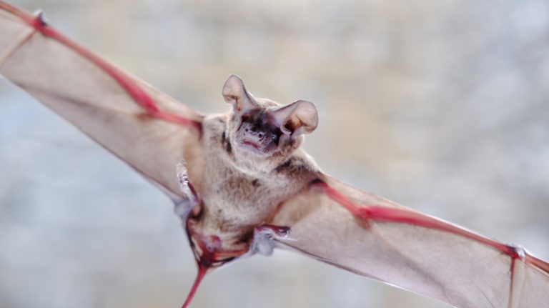 <h3>The Texas Cave Home to the World’s Largest Bat Colony</h3>