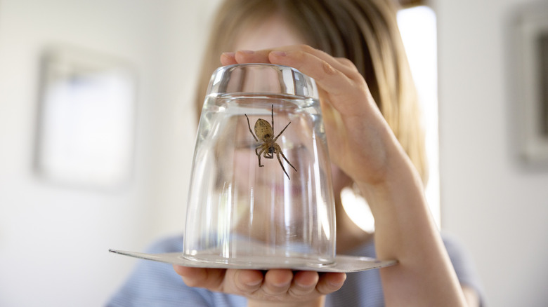 <h3>Why You Should Think Twice Before Killing Spiders in Your Home</h3>