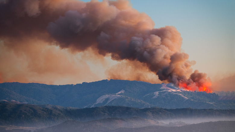 <h3>An Iconic Cartoon Character Is Partially Responsible for California's Devastating Wildfires</h3>