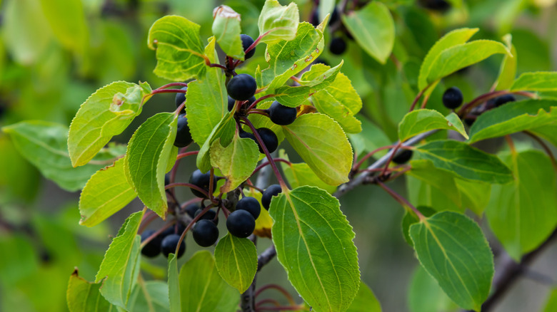 <h3>The Key to Combatting Invasive Buckthorn: Embracing Native Minnesota Plants</h3>