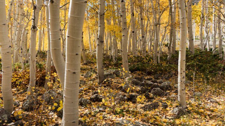 <h3>Discovering the Ancient Clonal Colony of Aspen Trees</h3>