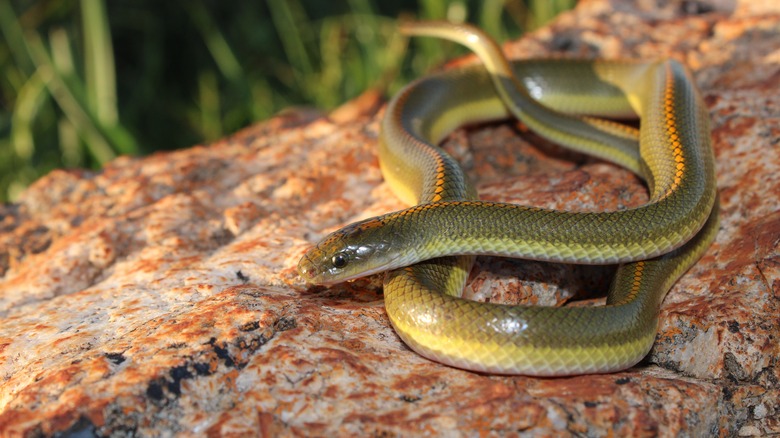 <h3>Newly Discovered Snake Species Revealed After Decades of Concealment</h3>