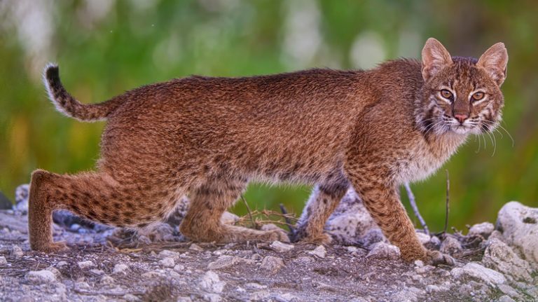 <h3>Interesting Facts About Wild Bobcats in Florida</h3>