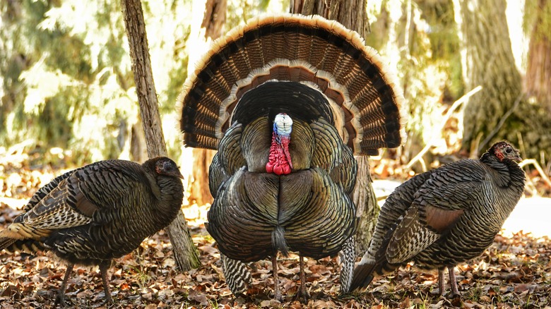 <h3>Understanding Turkey Reproduction</h3>