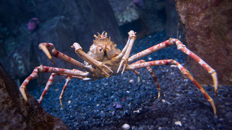 <h3>Crabs Closely Related to Spiders</h3>