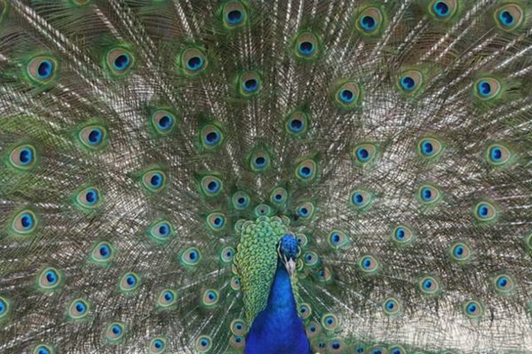 <h3>How Does a Peacock Locate Its Food?</h3>