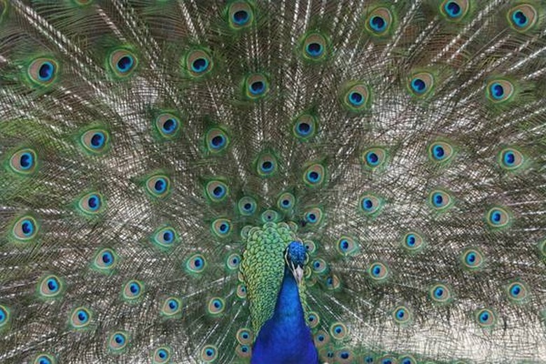 <h3>How Does a Peacock Locate Its Food?</h3>