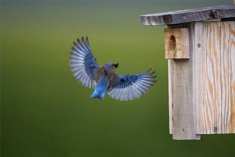 <h3>Choosing the Right Pole for a Blue Bird House</h3>