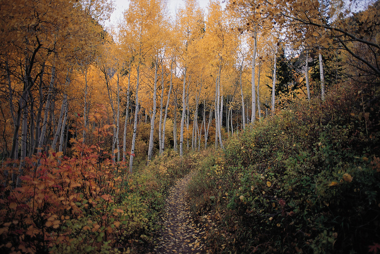 <h3>Exploring the Landforms of the Temperate Deciduous Forest</h3>