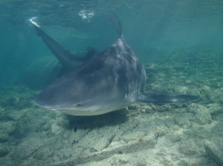 <h3>Tips for Staying Safe from Sharks in the Ocean</h3>