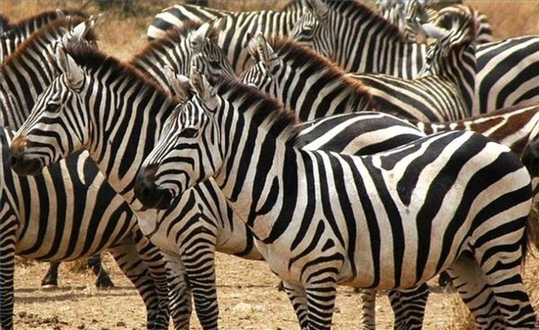 <h3>Understanding the Appearance of a Zebra</h3>